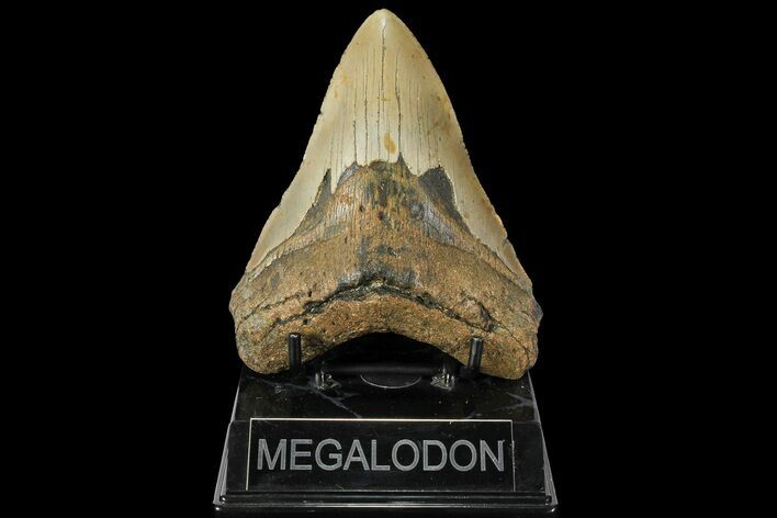 Fossil Megalodon Tooth - North Carolina #109798